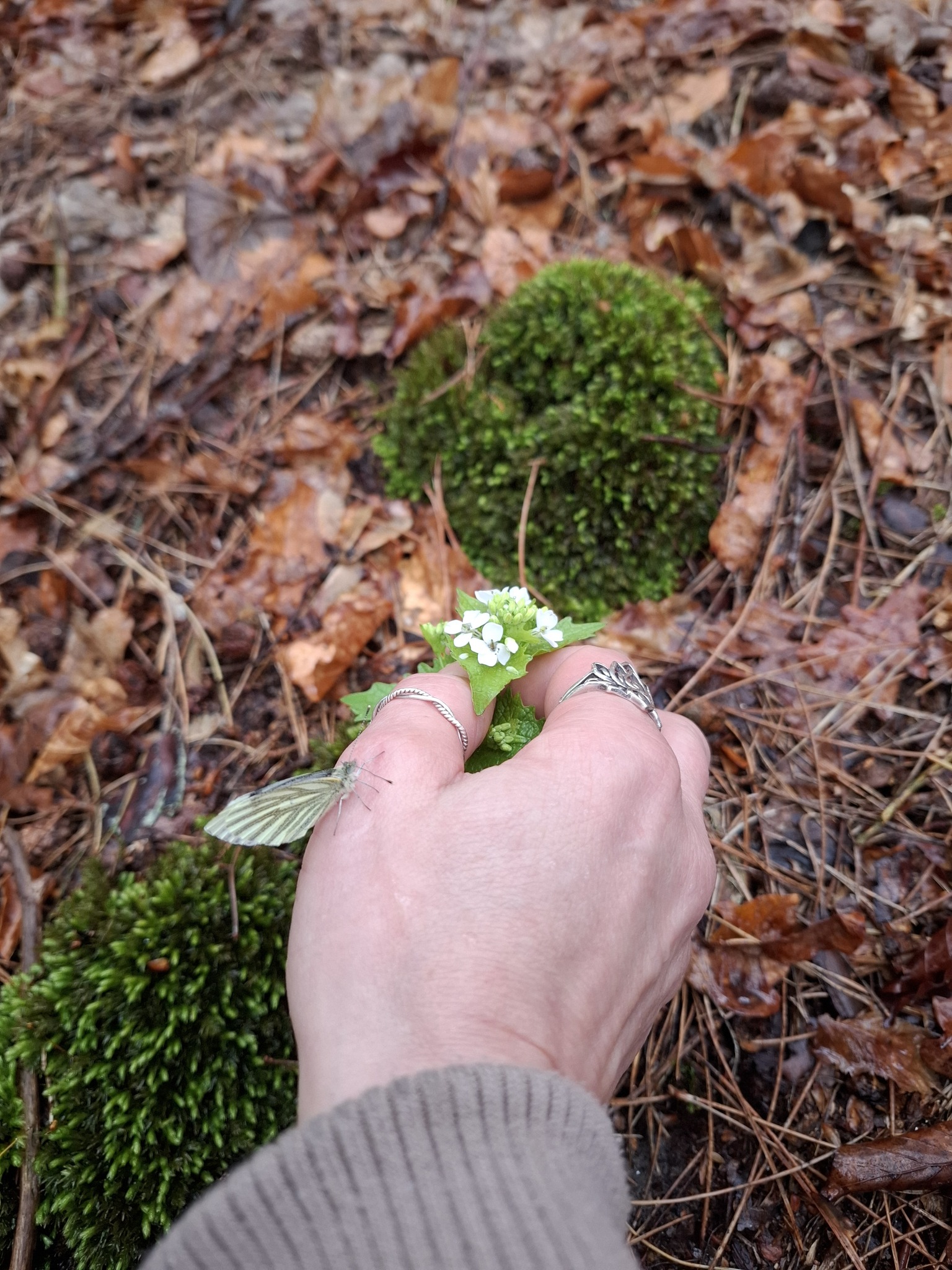 a woodland offering
