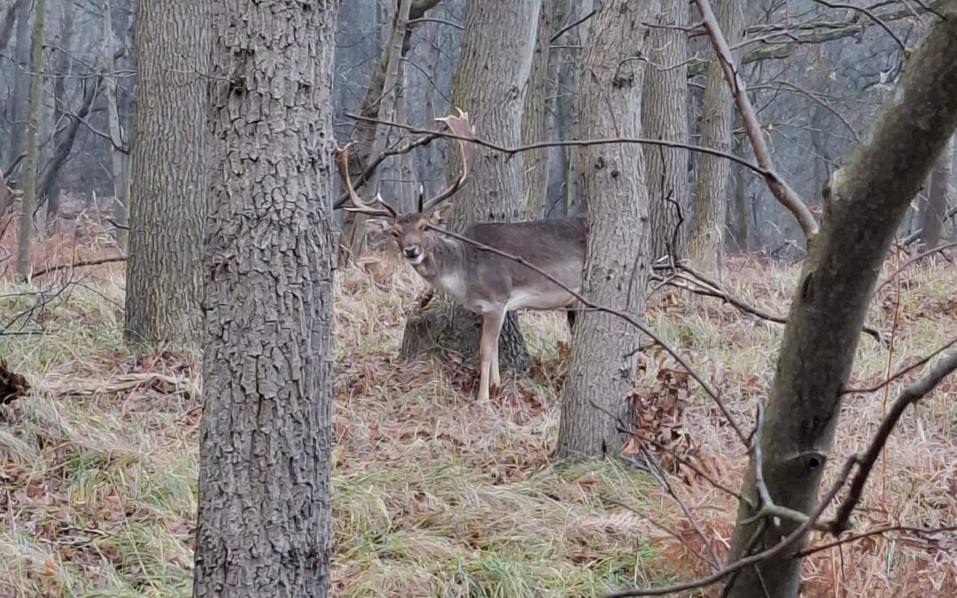 Holding Sacred Space: What It Means to Walk the Shamanic Path