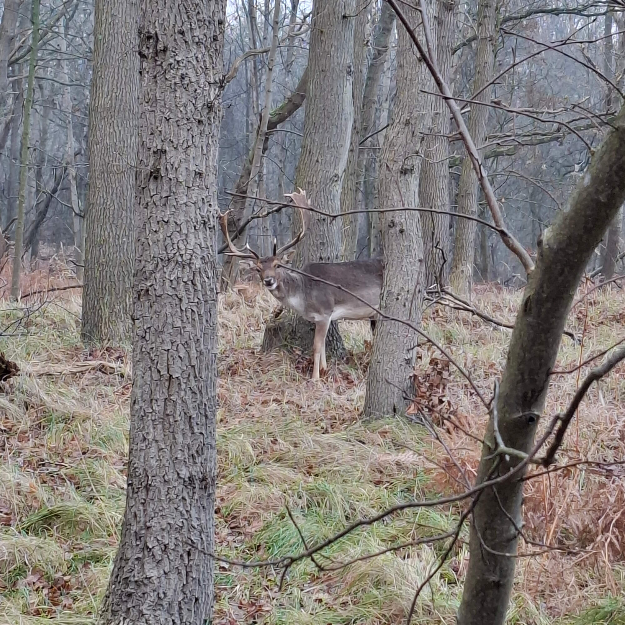 december woodland deer